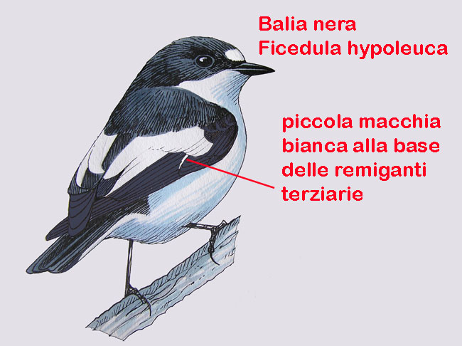 Balie a confronto-Disegni